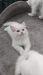 Persian kitten